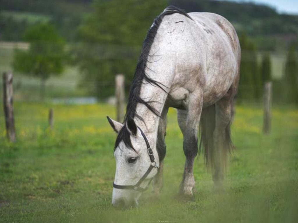 hétkúti wellness hotel esküvőhelyszín mór