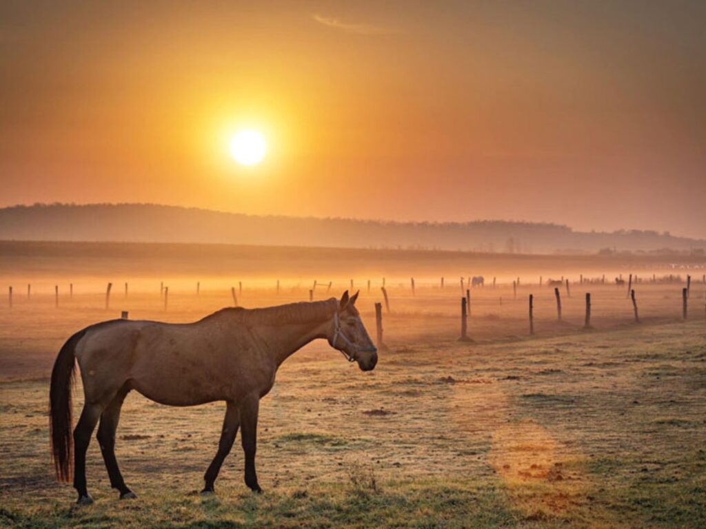 hétkúti wellness hotel esküvőhelyszín mór