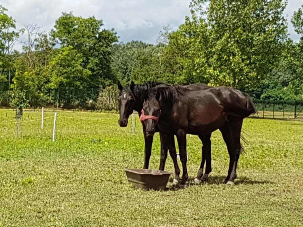 zarah tanya cserkeszőlő esküvői helyszín